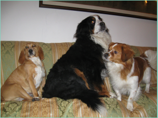 tre cani.jpg